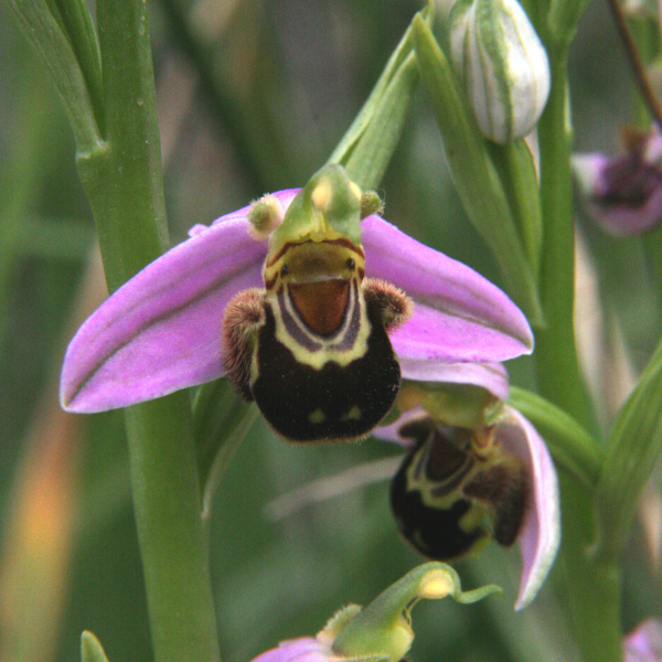 apifera2